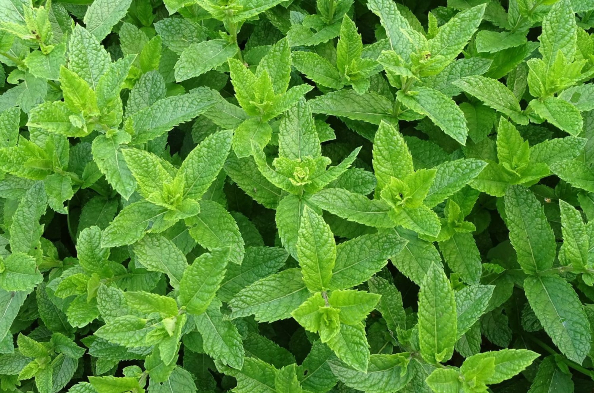 La menta piperita, fonte di olio essenziale ricco di mentolo, è un rimedio naturale con proprietà digestive, antispasmodiche, decongestionanti e analgesiche, ideale per il benessere di corpo e mente.