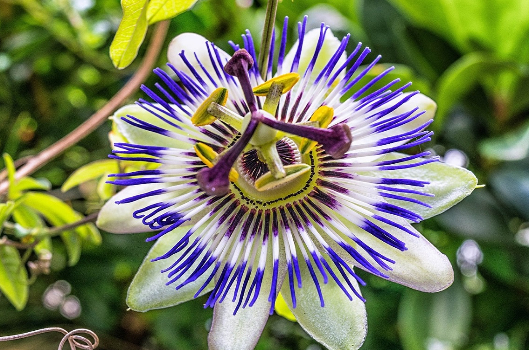 La Passiflora incarnata, pianta rampicante dalle proprietà sedative e ansiolitiche naturali, è un rimedio efficace per ridurre stress, favorire il sonno e migliorare la digestione.