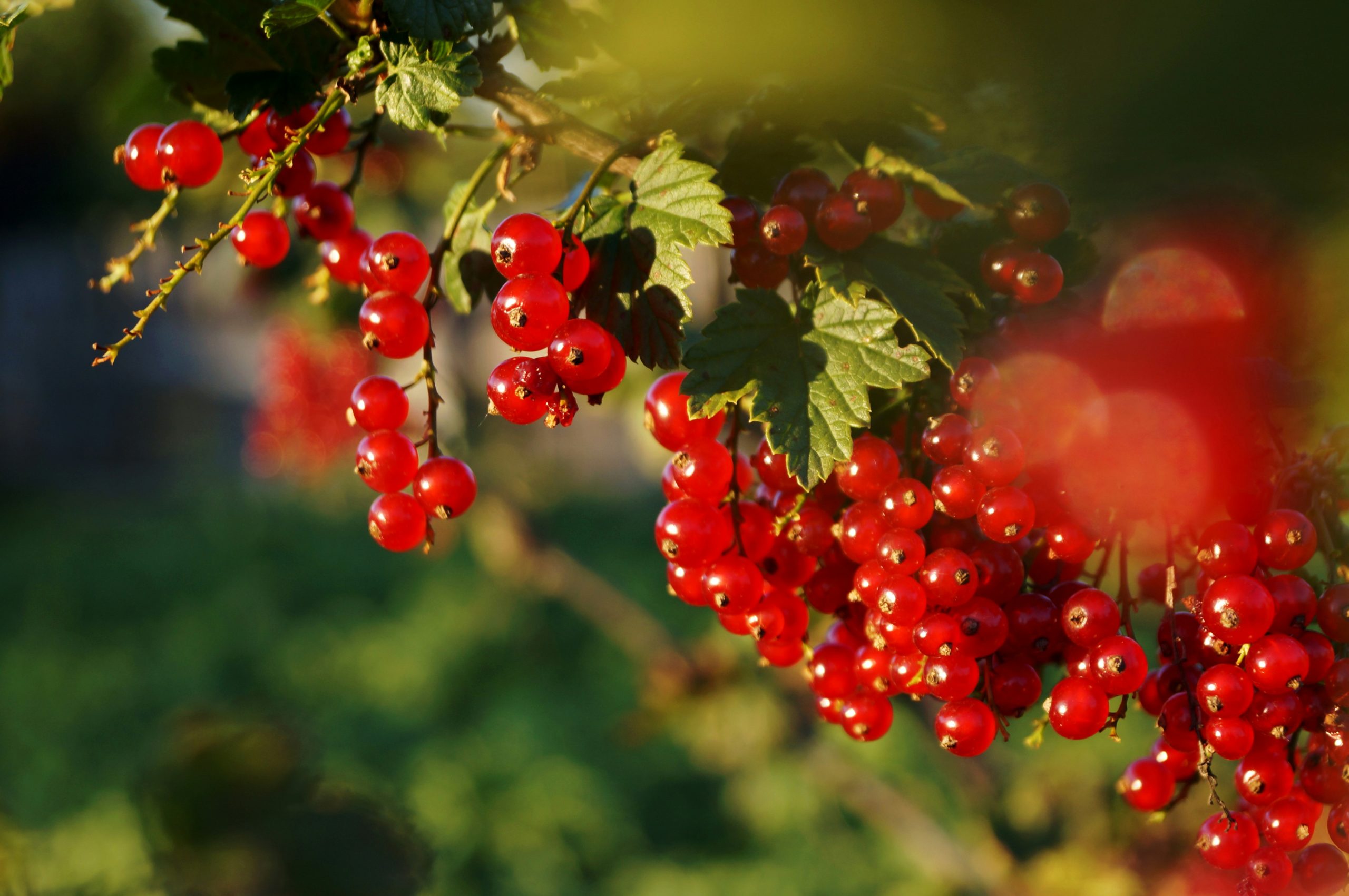 Ribes: benessere dei capillari e supporto naturale contro le allergie Grappoli di ribes rosso e nero ricchi di vitamina C, utili per il benessere dei capillari e il supporto naturale contro le allergie stagionali.