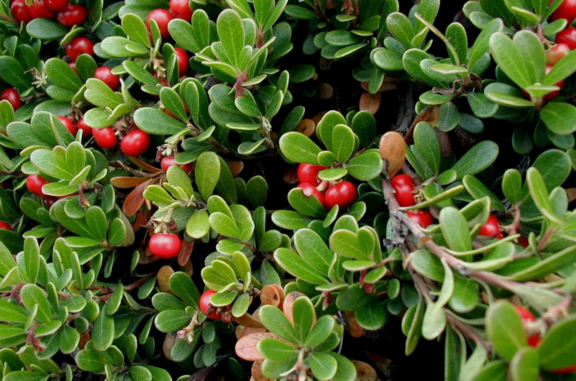 Uva ursina: rimedio naturale contro la cistite Antibatterico naturale utile per contrastare le infezioni urinarie, alleviare i sintomi della cistite e prevenire le recidive. Scopri come l’uva ursina può aiutare a proteggere le vie urinarie in modo efficace e sicuro.