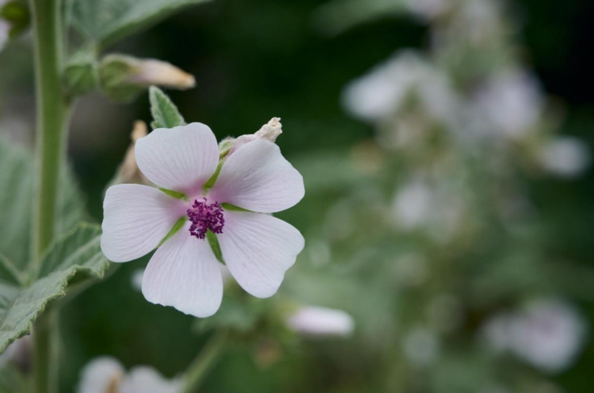 Althaea officinalis: sollievo naturale per tosse e gola irritata - Scopri i benefici dell’Altea per le vie respiratorie: un rimedio fitoterapico lenitivo contro tosse, bronchite e infiammazioni della gola.