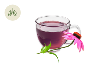 Tisana per le Difese Immunitarie: con echinacea e frutti di bosco per rinforzare il sistema immunitario
