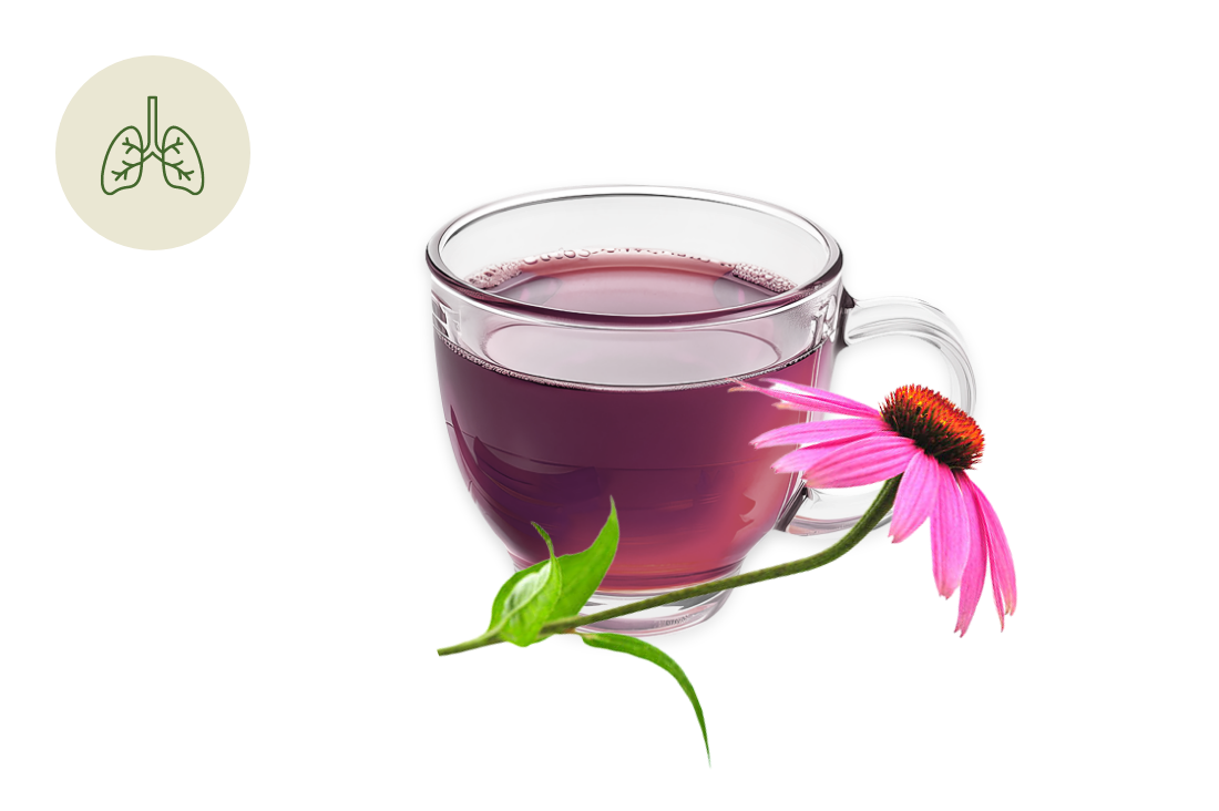 Tisana per le Difese Immunitarie: con echinacea e frutti di bosco per rinforzare il sistema immunitario